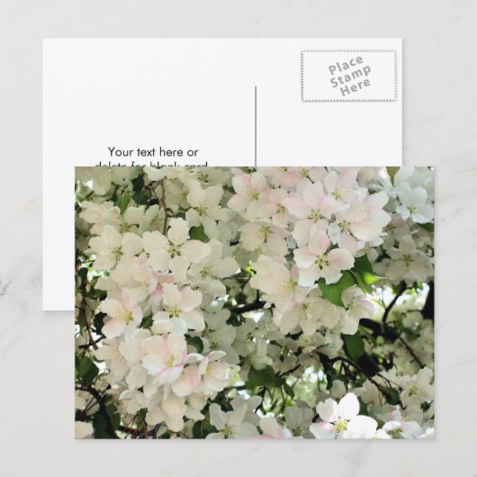 白い春の花の写真 ポストカード (正面/裏面)