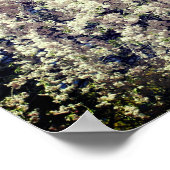 白い春の花の滝 ポスター (角)