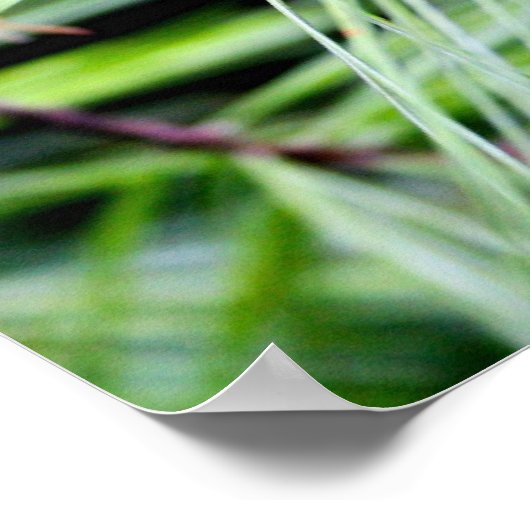 白い松 ポスター (角)