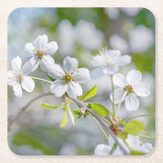 白い桜の花 スクエアペーパーコースター (正面)