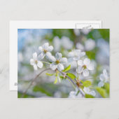 白い桜の花 ポストカード (正面/裏面)