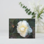 白い椿の花 ポストカード (スタンド正面)