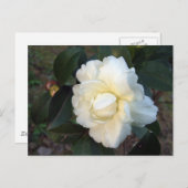 白い椿の花 ポストカード (正面/裏面)