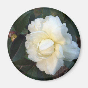 白い椿の花 マグネット