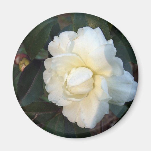 白い椿の花 マグネット (正面)