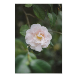 白い椿花 フォトプリント           