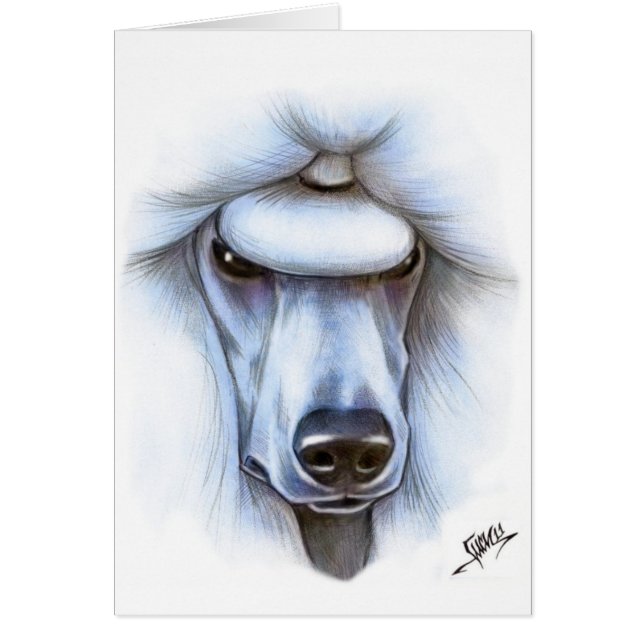 白い標準プードル (正面)