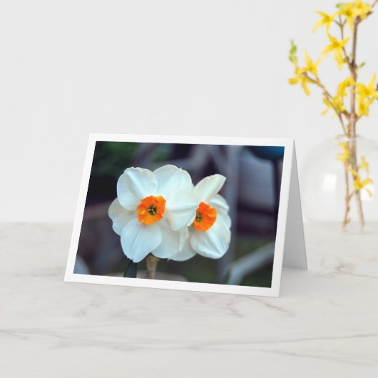 白い水仙花 カード (黄色い花)