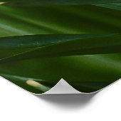 白い水仙 ポスター (角)