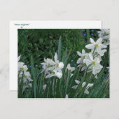 '白い水仙' ポストカード (正面/裏面)
