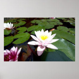 白い池のバラ ポスター