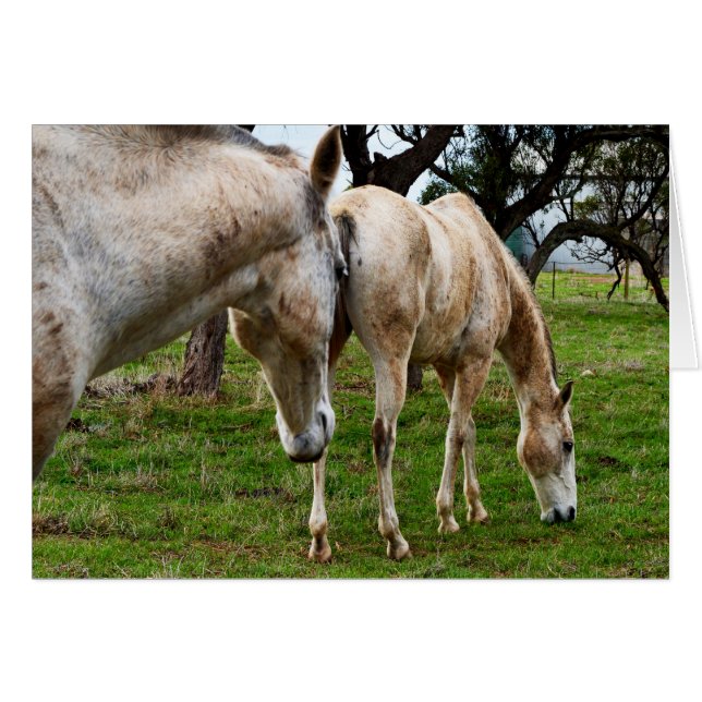 白い泥だらけの馬 (正面横)