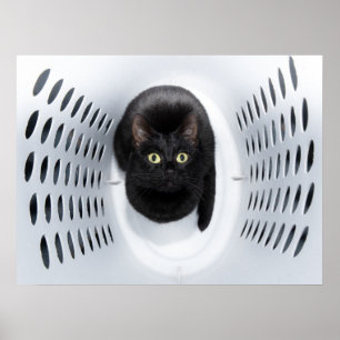白い洗濯の障害から調べている黒猫 ポスター