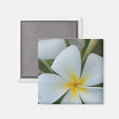 白い熱帯プルメリアの花フィジー マグネット (正面/裏面)