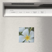 白い熱帯プルメリアの花フィジー マグネット (インサイチュ (食洗機))