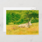 白い牛水色はがき ポストカード (正面/裏面)