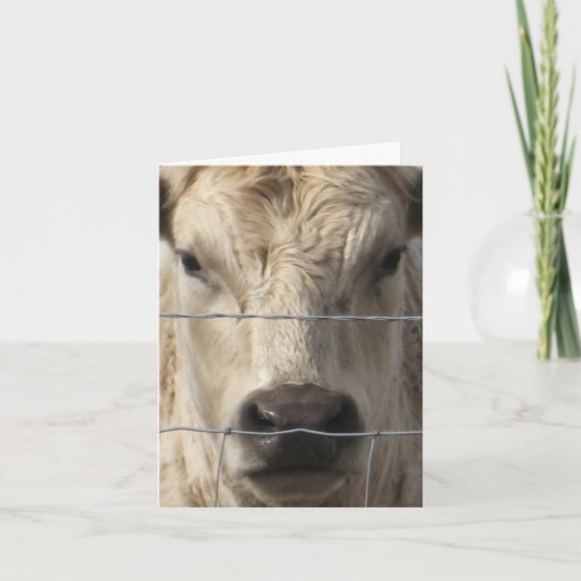 白い牛-西部のアドレス変更 案内状 (正面)