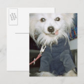白い犬が服を着ている。 ポストカード (正面/裏面)