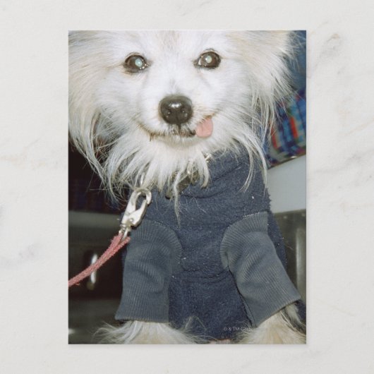 白い犬が服を着ている。 ポストカード (正面)