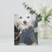 白い犬が服を着ている。 ポストカード (スタンド正面)