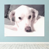 白い犬の灰色のキャンバスの美しい絶妙な写真 キャンバスプリント (インサイチュ (ウッドフロア))