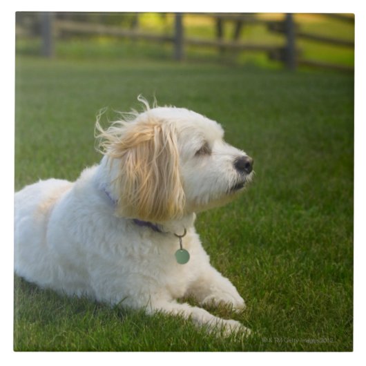 白い犬 タイル (正面)