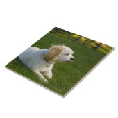 白い犬 タイル (側面)