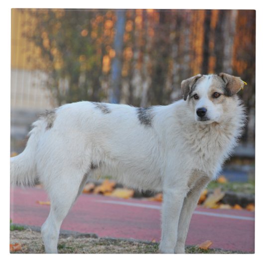 白い犬 タイル (正面)