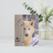 白い狼 ポストカード (スタンド正面)