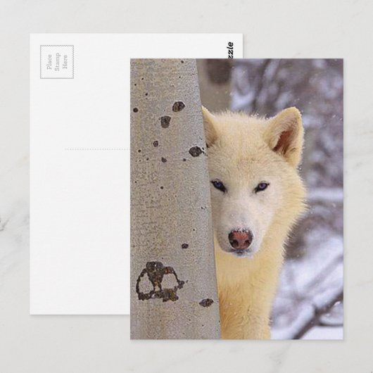 白い狼 ポストカード (正面/裏面)