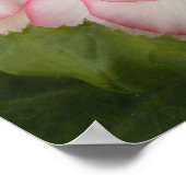 白い球根ベゴニアの花 ポスター (角)