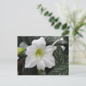 白い白蓮の花 ポストカード (スタンド正面)