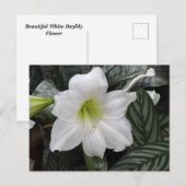 白い白蓮の花 ポストカード (正面/裏面)