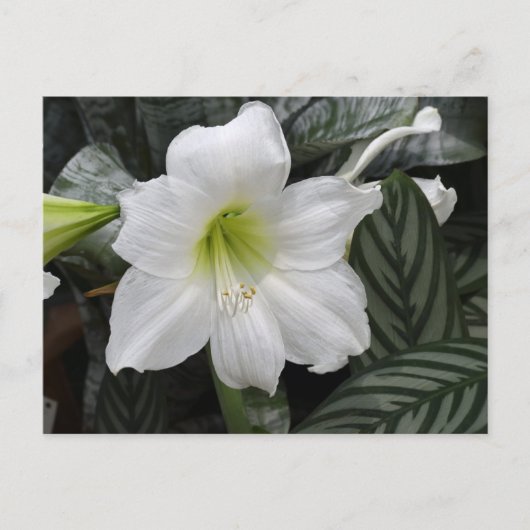 白い白蓮の花 ポストカード (正面)