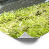 白い白鳥と雛 ポスター (角)