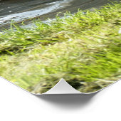 白い白鳥と雛 ポスター (コーナー)