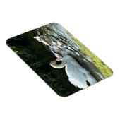 白い白鳥と雛 マグネット (右側)