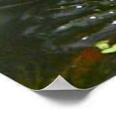 白い睡蓮のポスター ポスター (角)