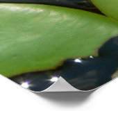 白い睡蓮のポスター ポスター (角)