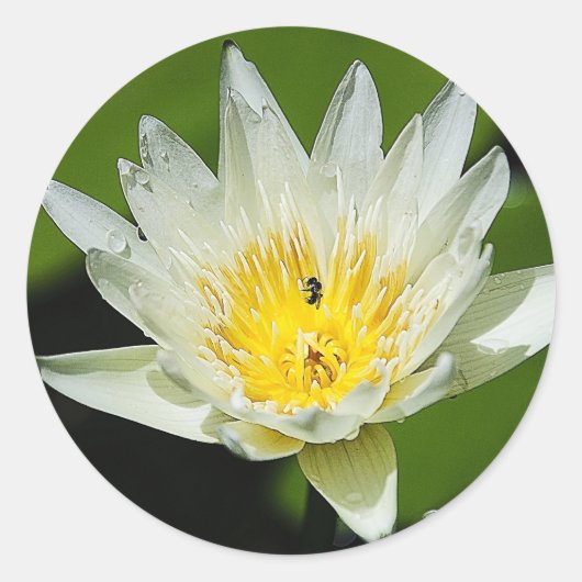 白い睡蓮の花と蜂のステッカーを閉じる ラウンドシール (正面)