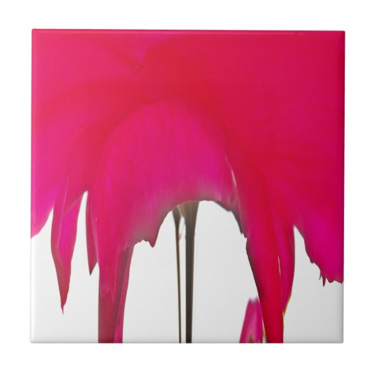 白い空の下の美しい驚くべき赤のバラ タイル (正面)