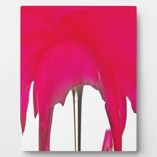 白い空の下の美しい驚くべき赤のバラ フォトプラーク (正面)