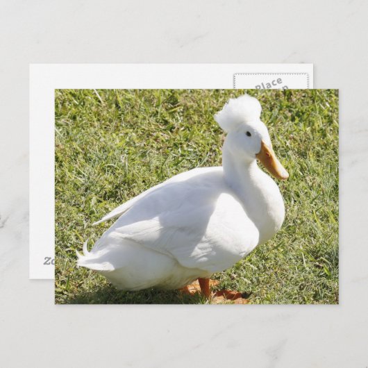 白い紋付きアヒルの写真はがき ポストカード (正面/裏面)