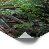 白い素晴らしエグレの交配ダンス ポスター (角)