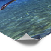 白い素晴らしサメの出会い ポスター (角)