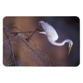 白い素晴らし白鷺 マグネット (横)