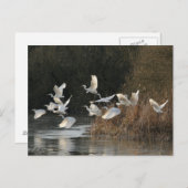 白い緑 ポストカード (正面/裏面)