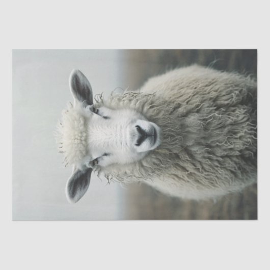 白い羊の写真のデコページ 薄葉紙 (正面)