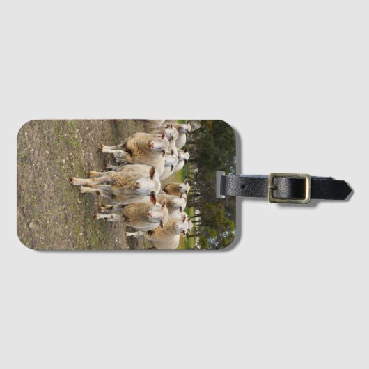 白い羊毛の羊の群れ ラゲッジタグ (正面横)