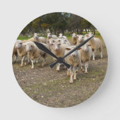 白い羊毛の羊 ラウンド壁時計 (正面)